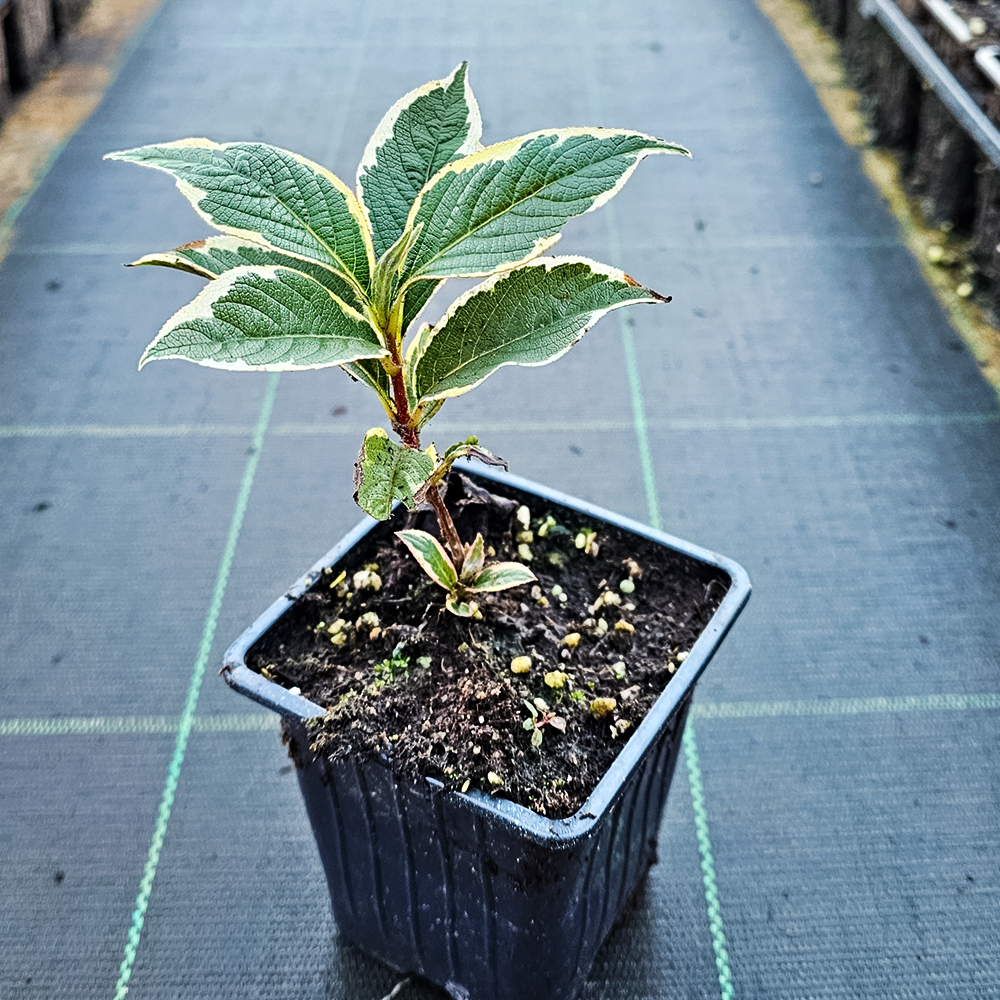 Вейгела цветущая Нана Вариегата