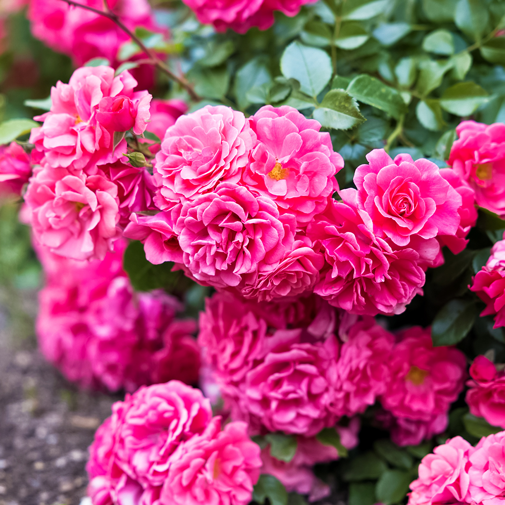 Роза почвопокровная Четыре сезона № 1