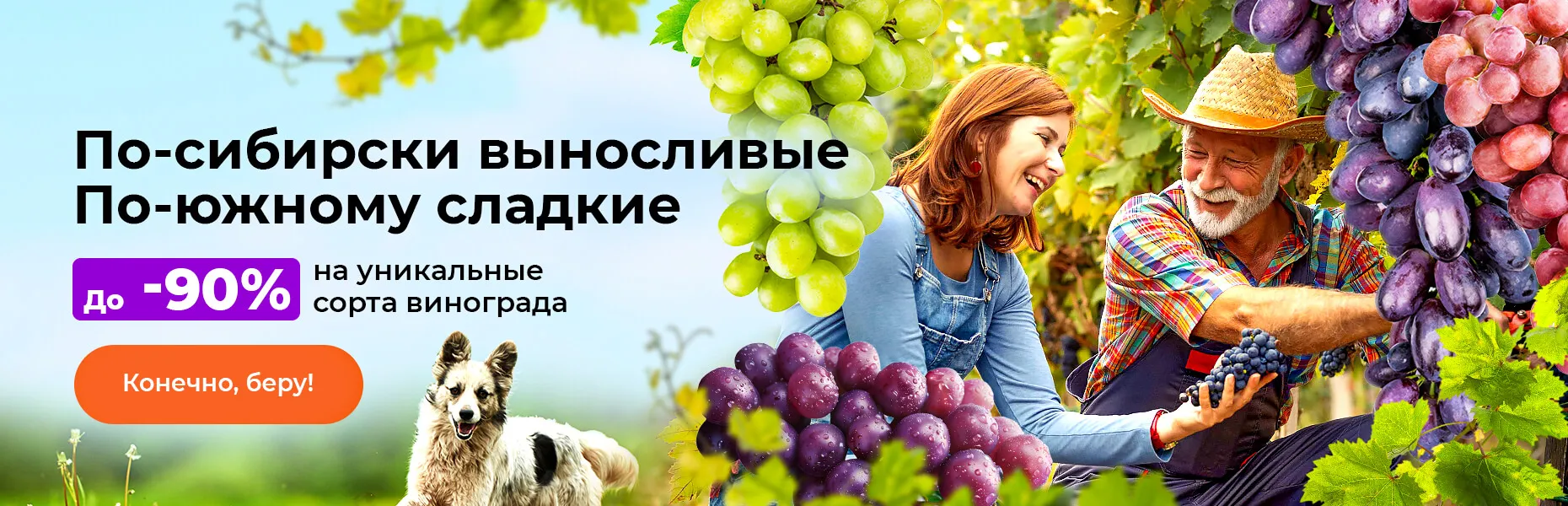 По-сибирски выносливые. По-южному сладкие. До -90% на уникальные сорта винограда