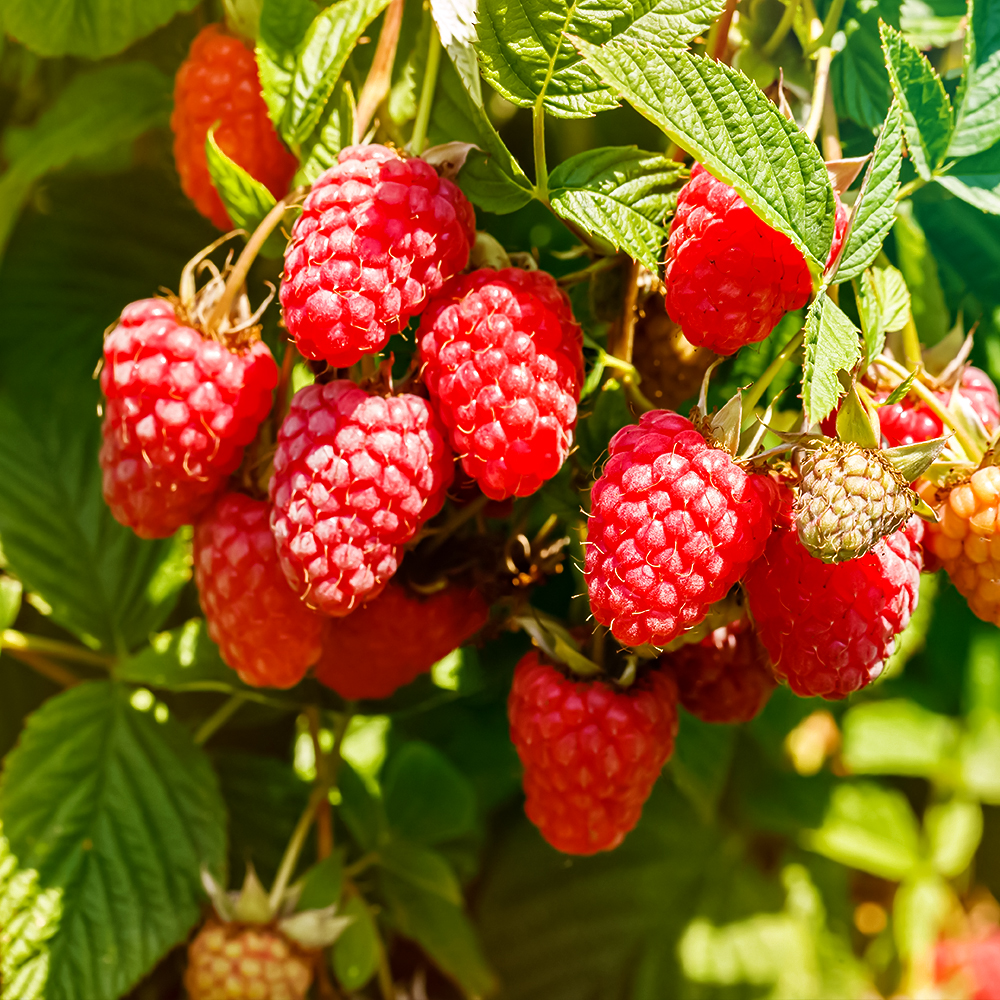 Малина ремонтантная малотребовательная Маравилла № 1