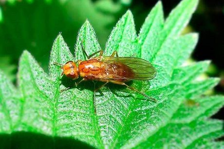 Морковная и луковая муха: готовимся к борьбе по весне. Эти способы точно помогут