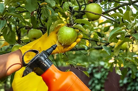 Распространенные болезни яблонь: как спасти урожай