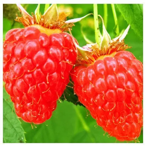 Малина ремонтантная холодоустойчивая Мапема