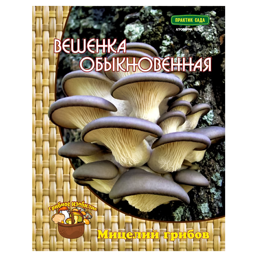 Вешенка обыкновенная Поиск № 1