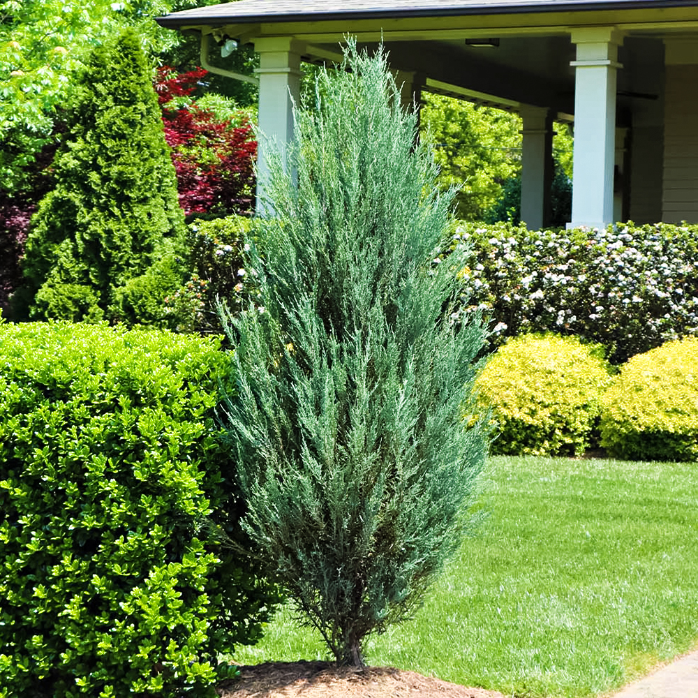 Можжевельник скальный Скайрокет № 1