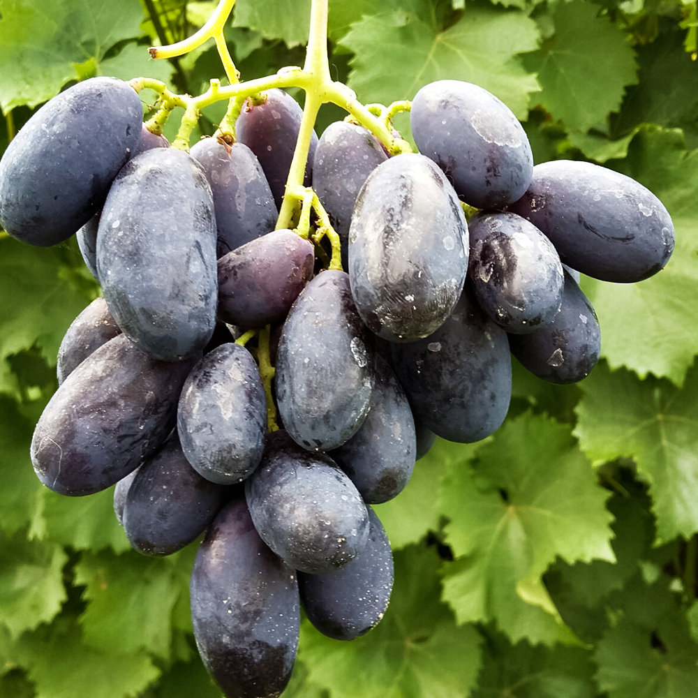 Виноград для Сибири крупный Натали № 1