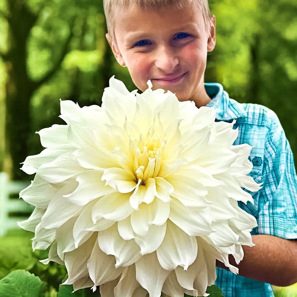 Георгина крупноцветковая макси Флерель № 1