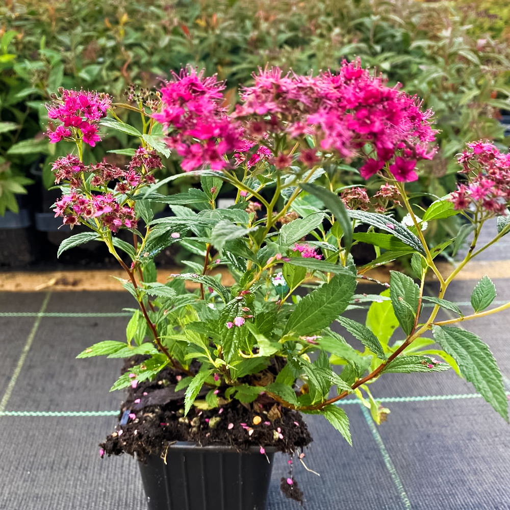 Спирея японская Дартс Ред