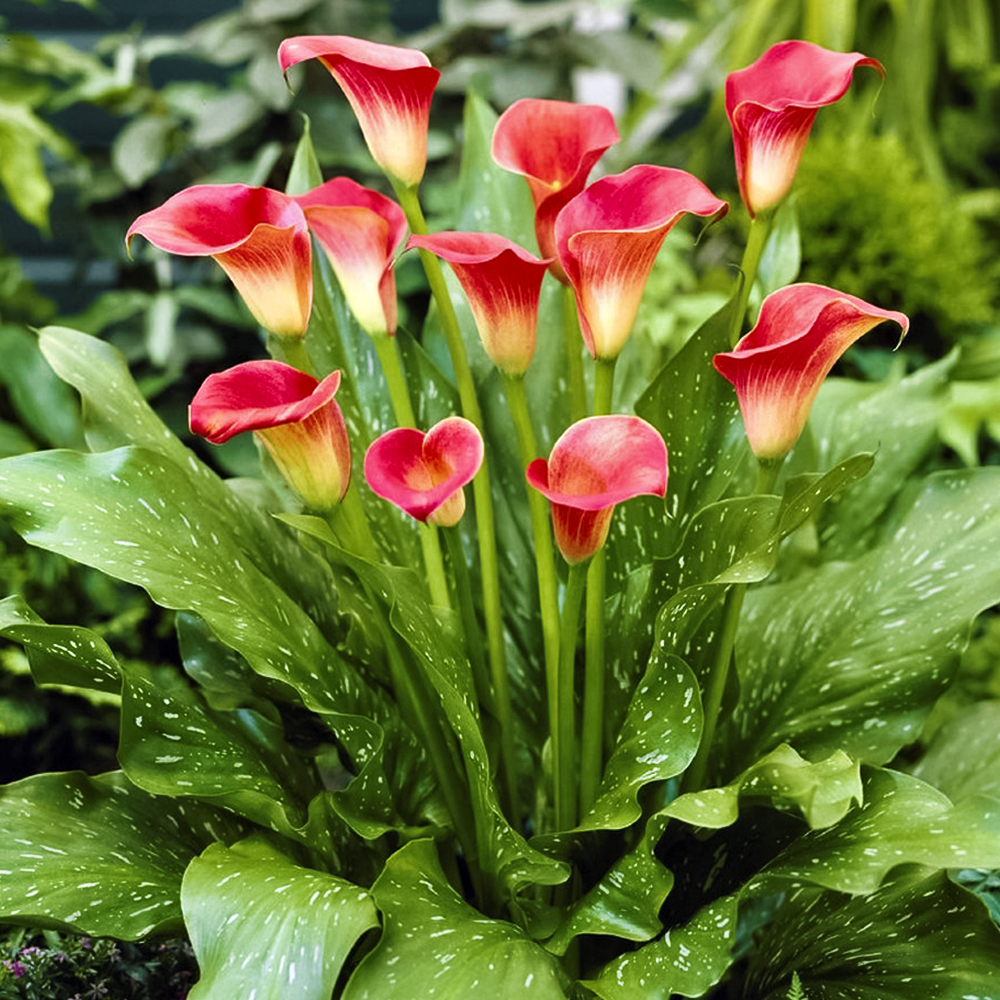 Калла Ред Сокс № 1