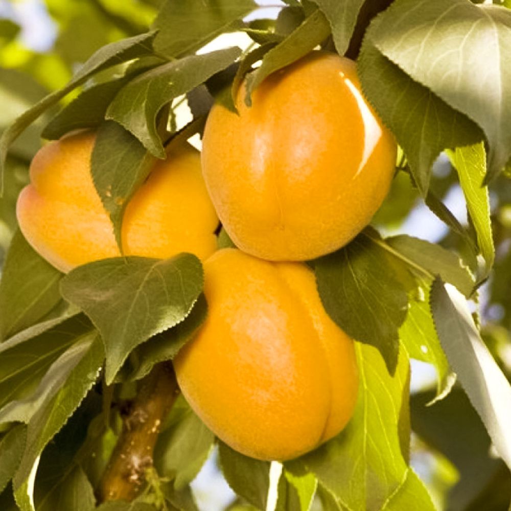 Плуот (гибрид сливы и абрикоса) неприхотливый Валентин № 1