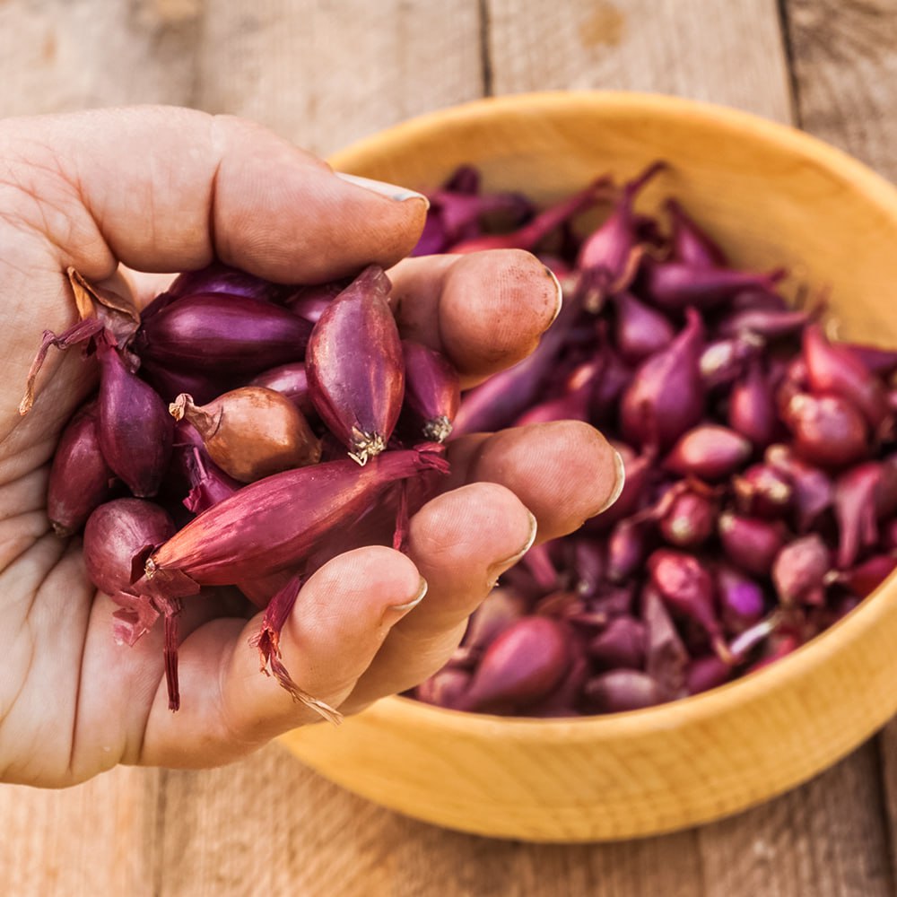 Лук-севок Ред Барон № 1