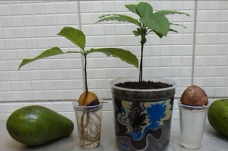 Как посадить авокадо из косточки