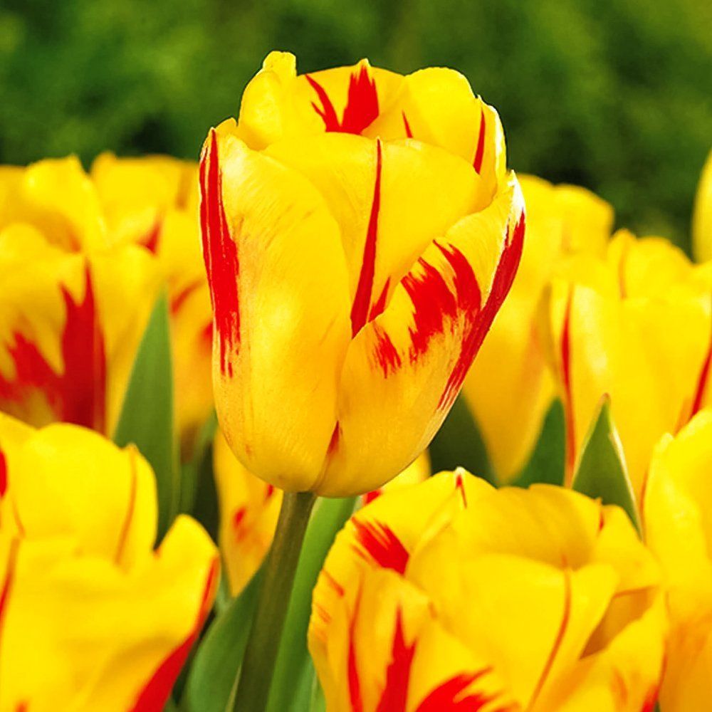 Тюльпан Триумф Вашингтон № 1