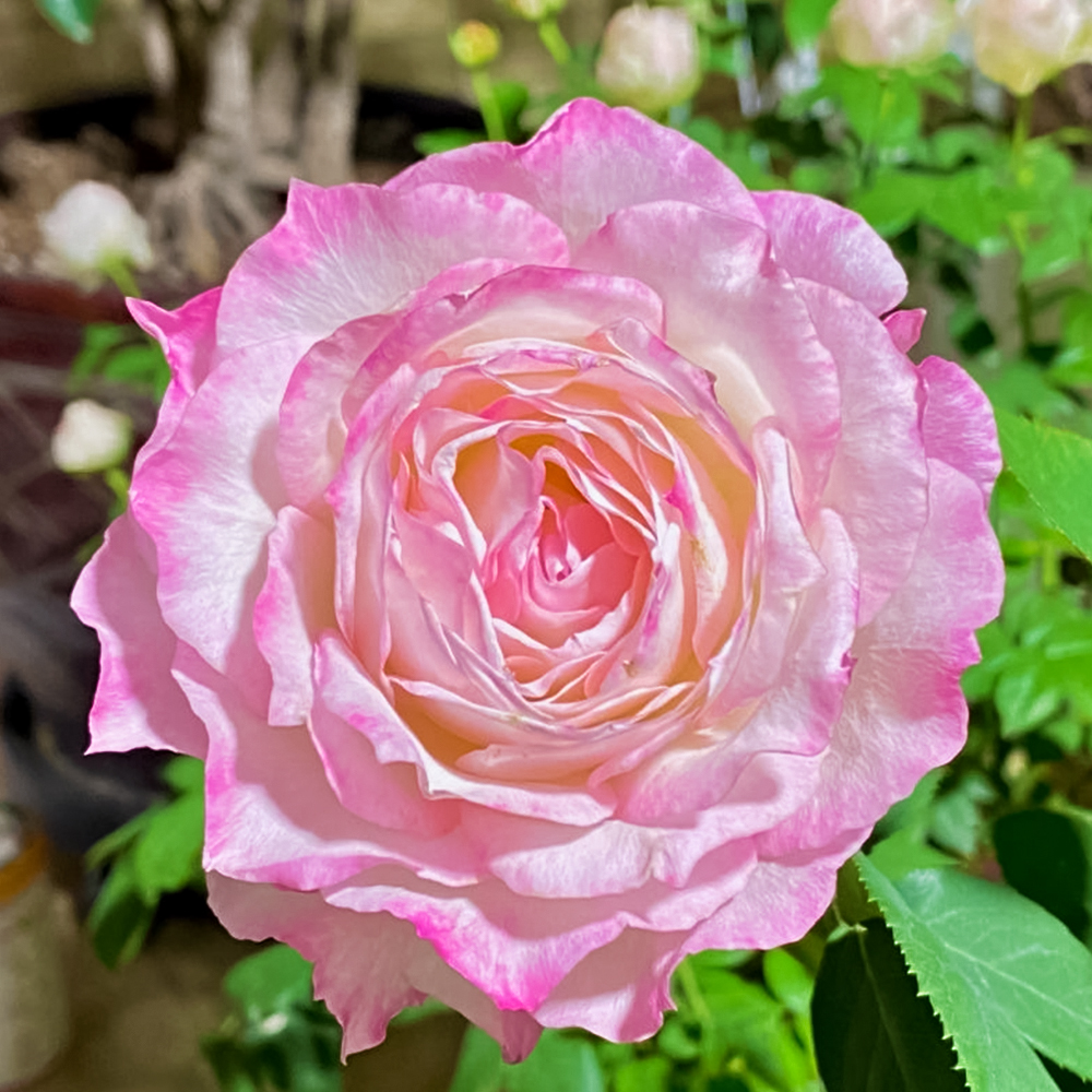 Роза чайно-гибридная сияющая Серафим