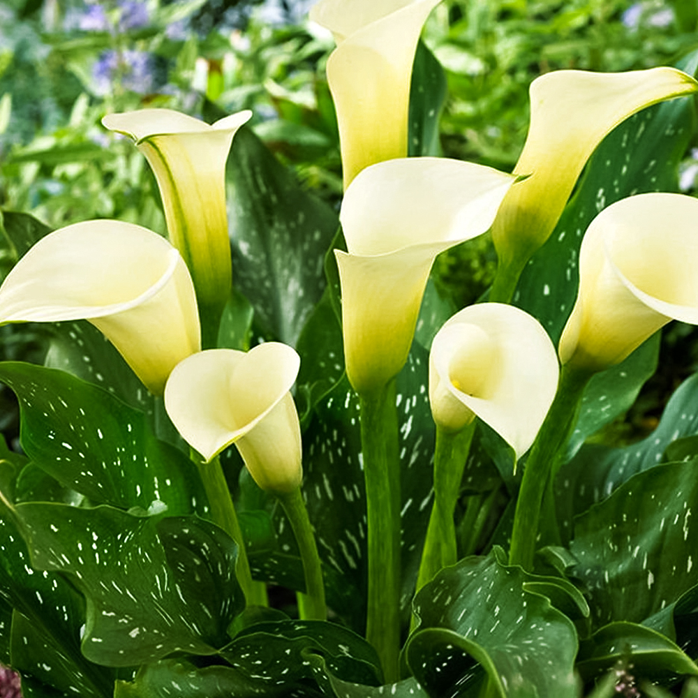 Калла Элеганза № 1