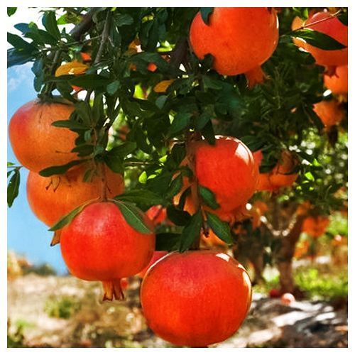 Гранат Ак Дона