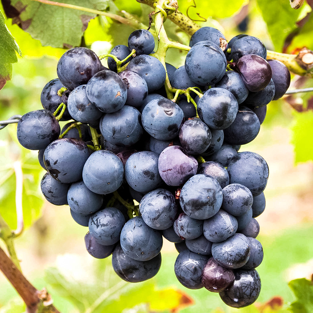 Виноград морозостойкий Аметистовый № 1