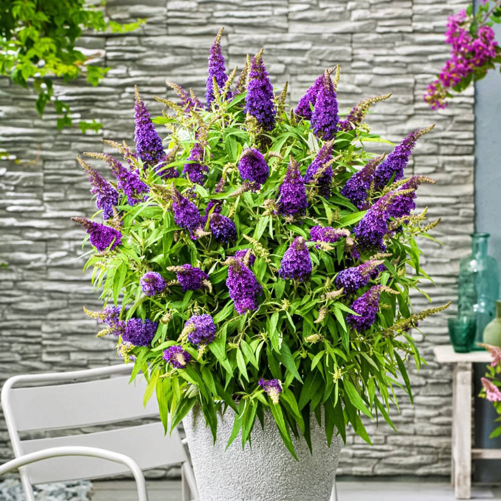 Буддлея Давида Баттерфляй Канди Литтл Пурпл