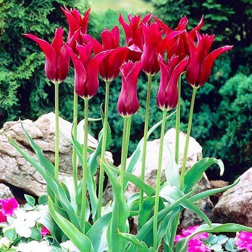 Тюльпан лилиецветный Бургунди № 1