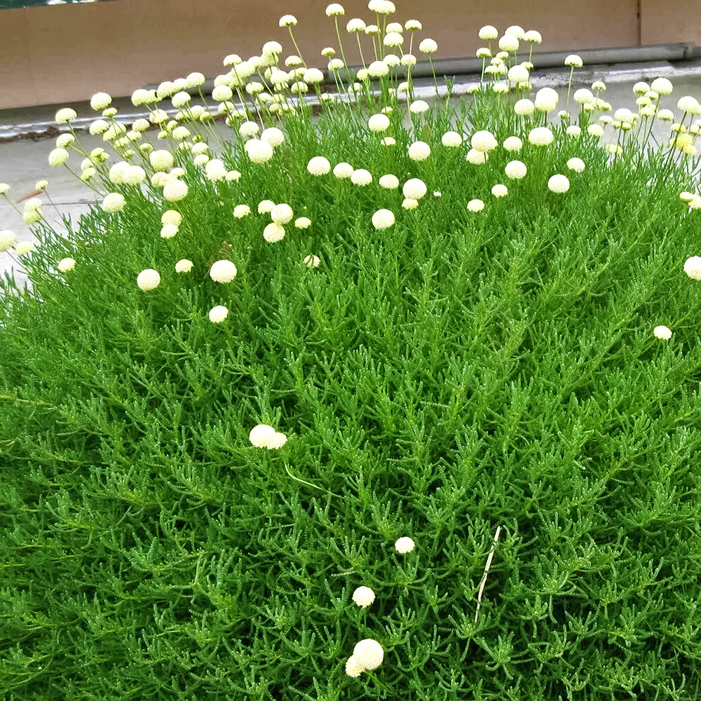 Сантолина неприхотливая Оливия № 1