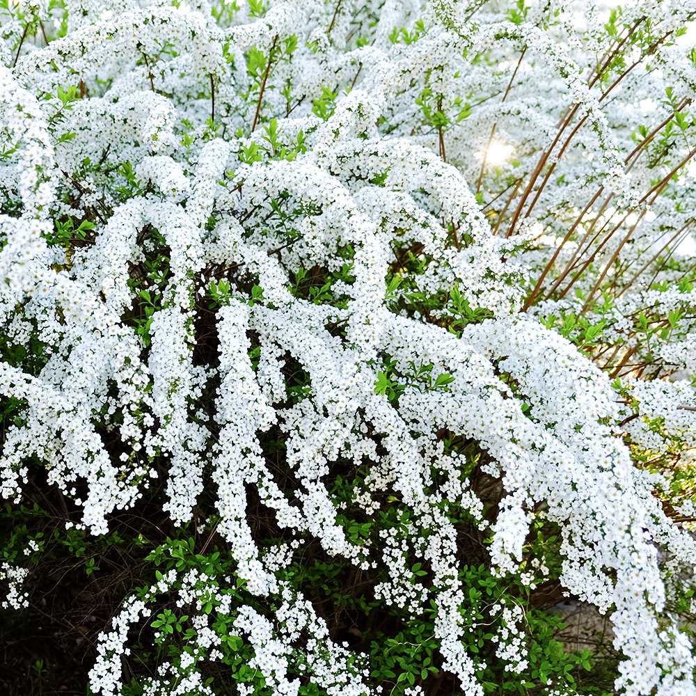 Спирея серая Грефшейм № 1