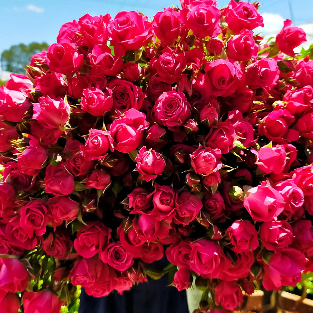 Роза спрей Лавли Лидия № 1