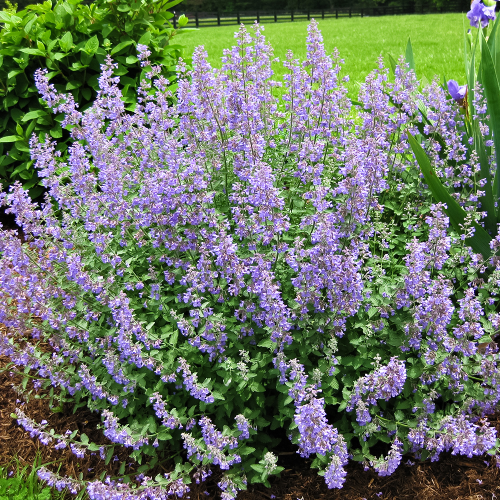 Котовник Фассена Блю Вандер № 1