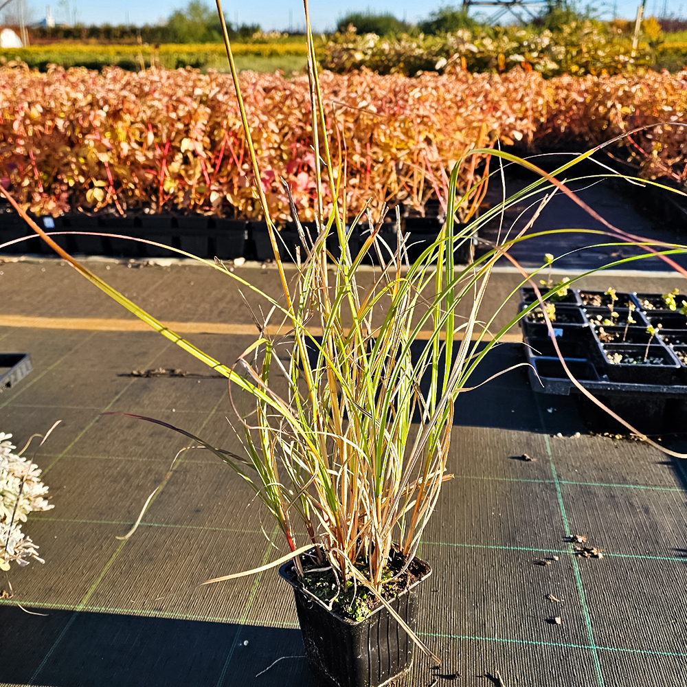 Мискантус китайский Кратер