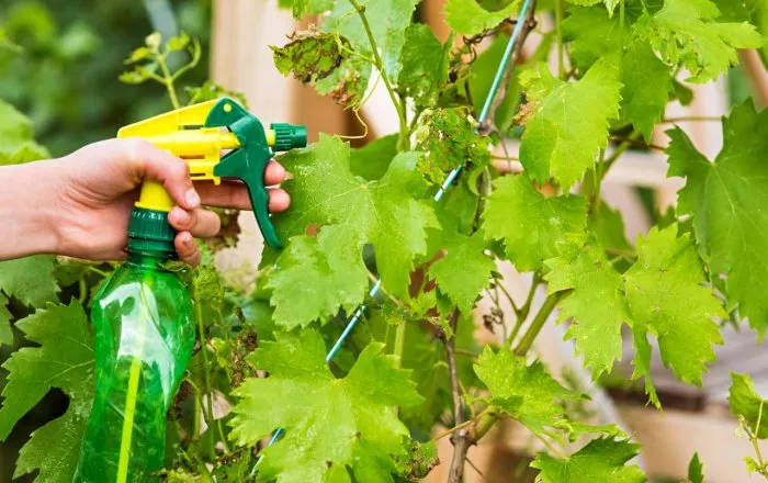 Болезни винограда: как их&nbsp;лечить и&nbsp;не&nbsp;допустить возникновения