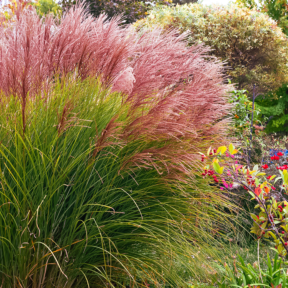 Мискантус китайский Грациллимус № 1