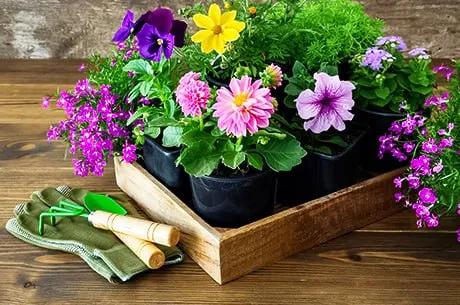 Начните весну с&nbsp;красоты: какие луковичные посадить на&nbsp;участке?