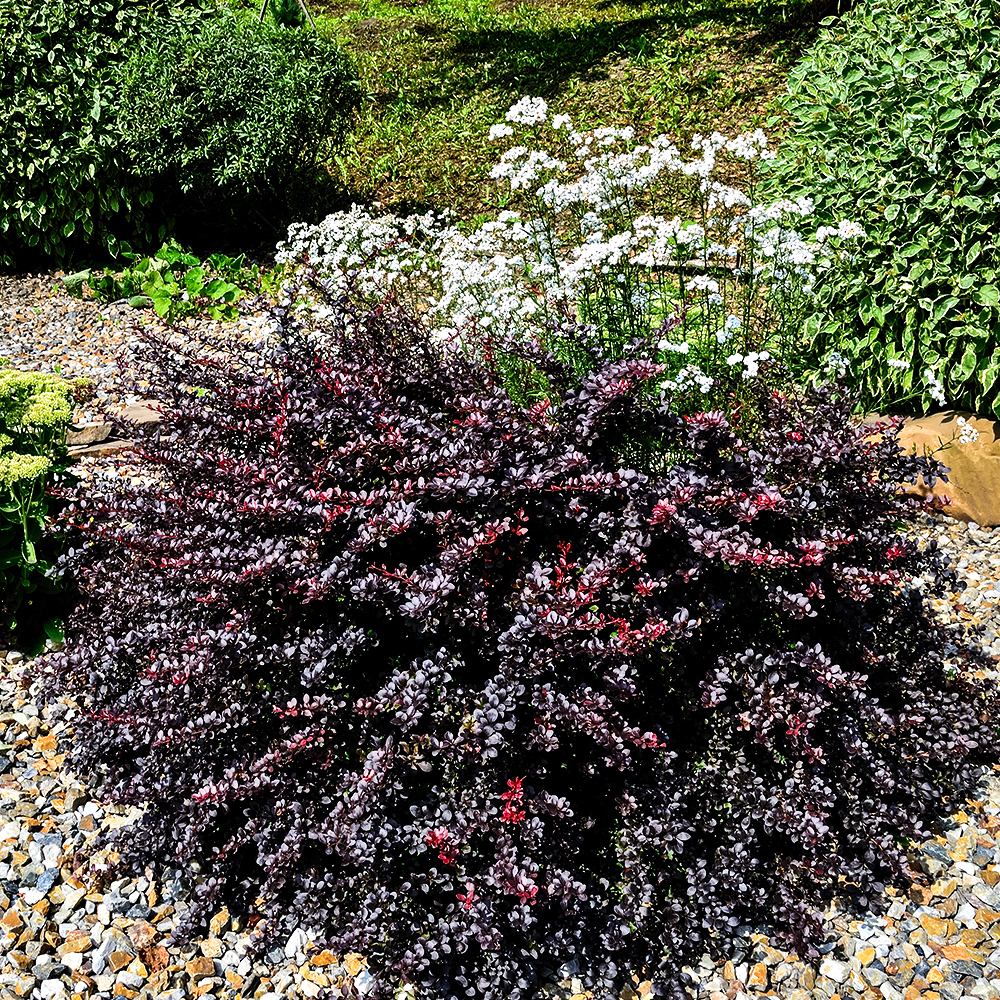 Барбарис Тунберга карликовый Конкорд № 1