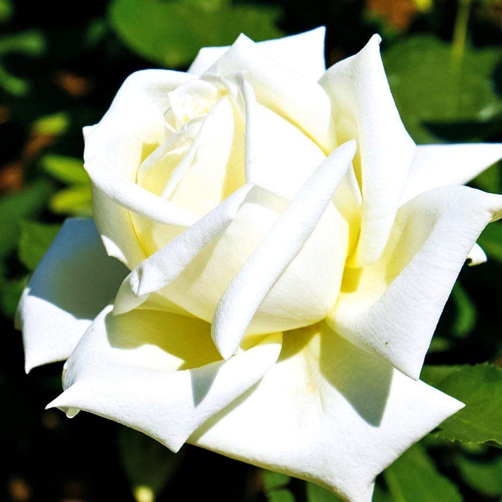 Роза чайно-гибридная Полярная звезда № 1