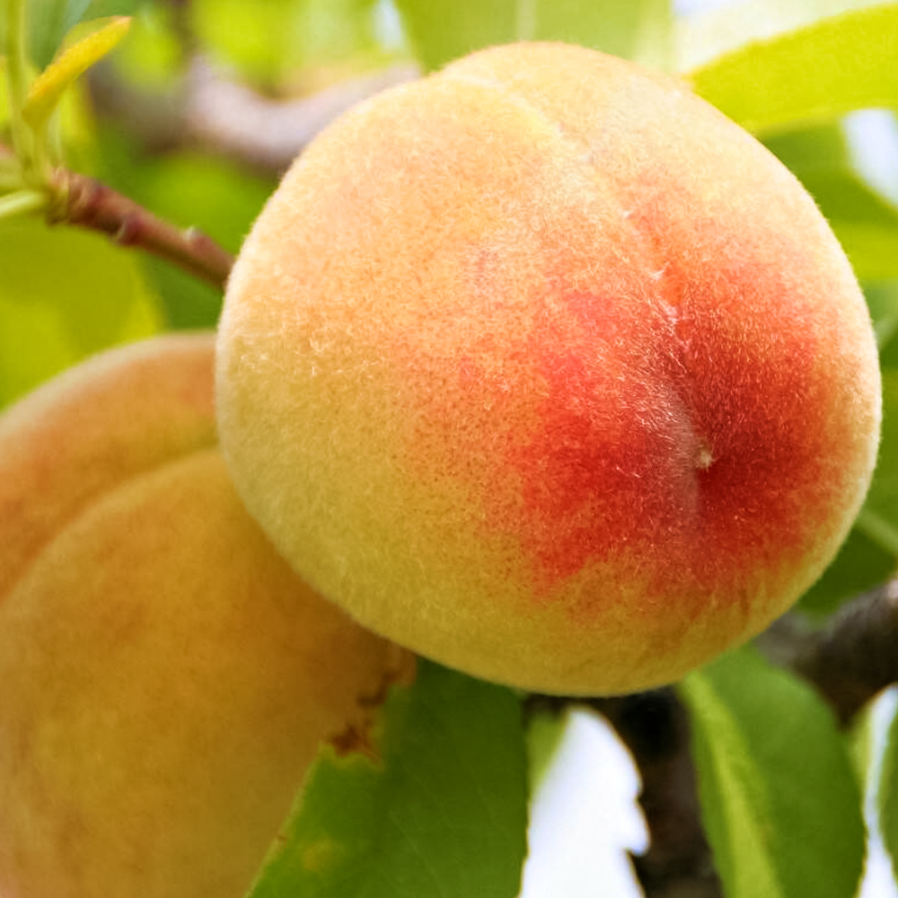 Персик самоплодный Саратовский ранний № 1