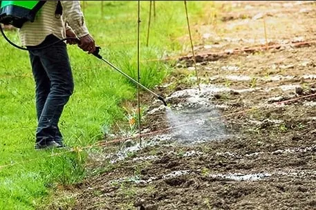 Как защитить огород от&nbsp;медведки