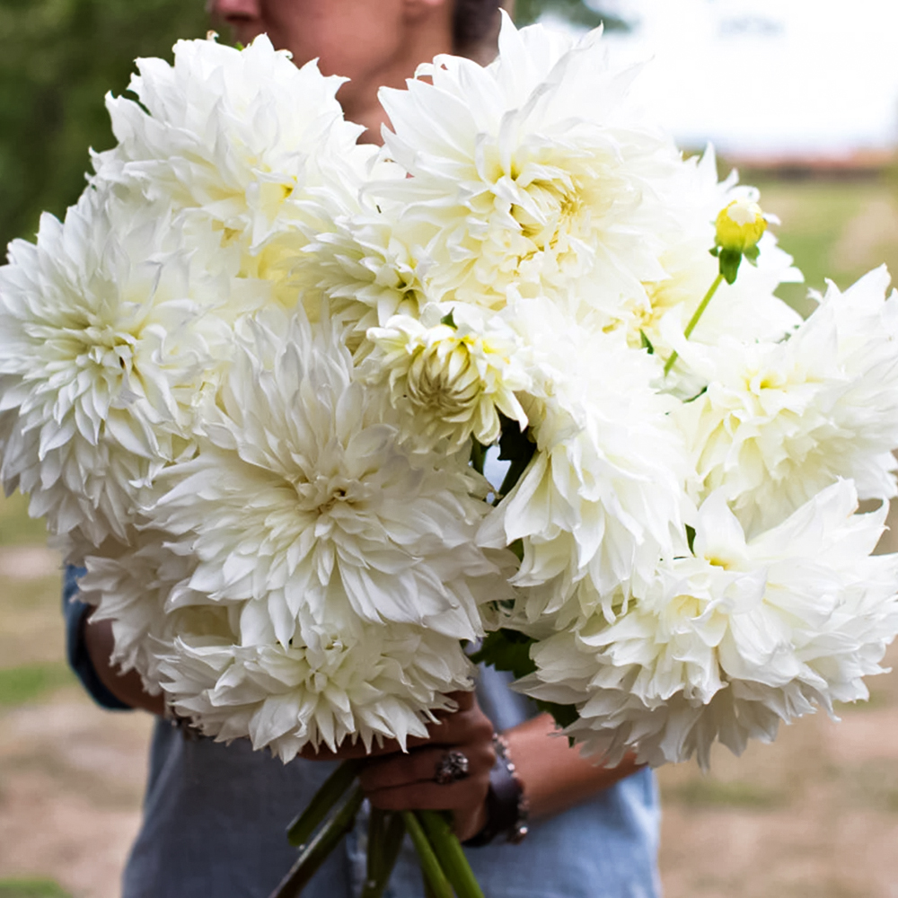 Георгина крупноцветковая макси Флерель