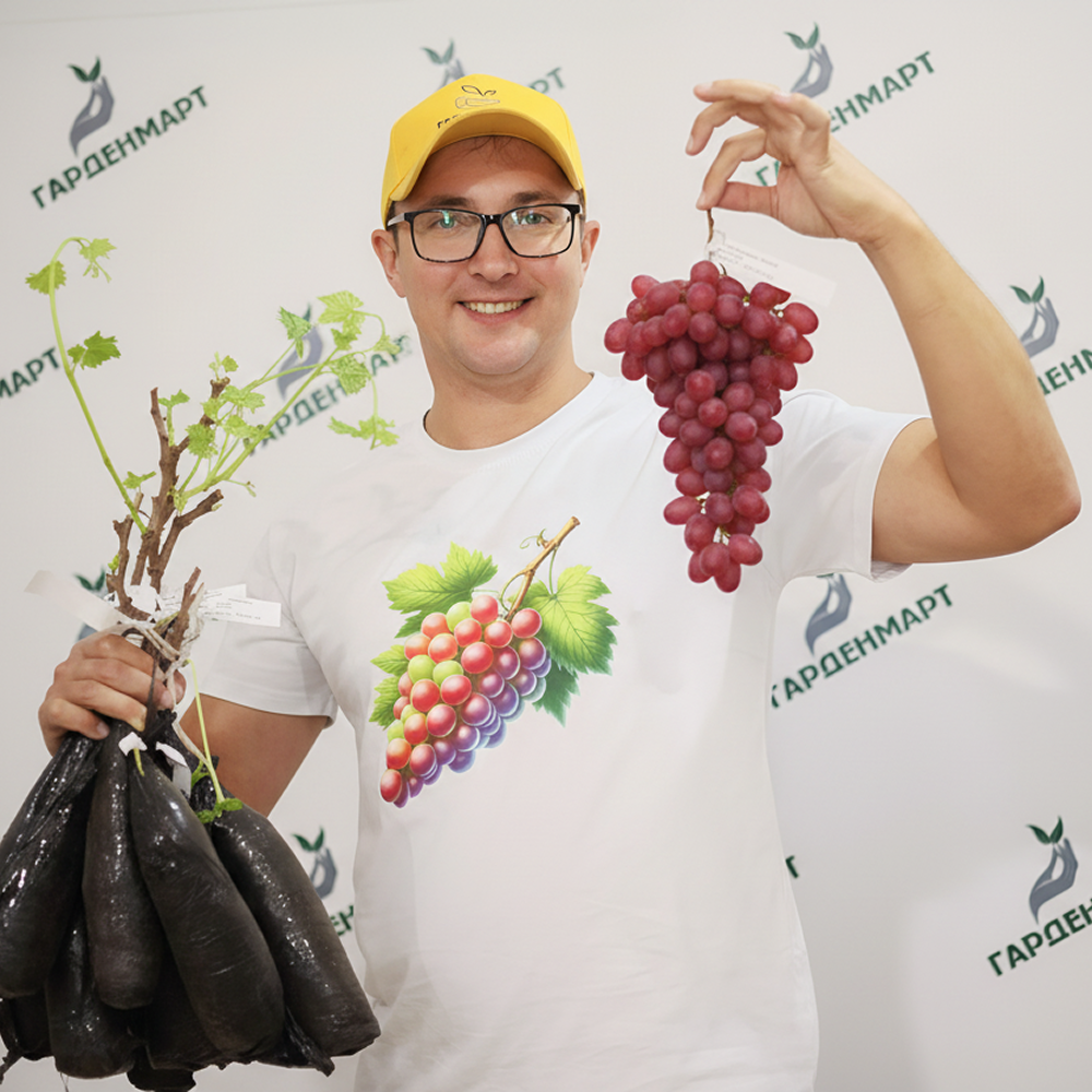 Виноград Кишмиш неукрывной Тиклед Пинк