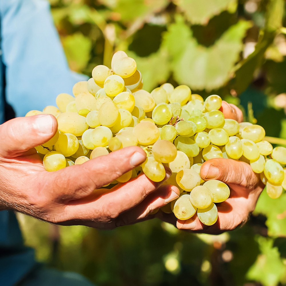 Виноград Кишмиш сверхранний Нептун № 1