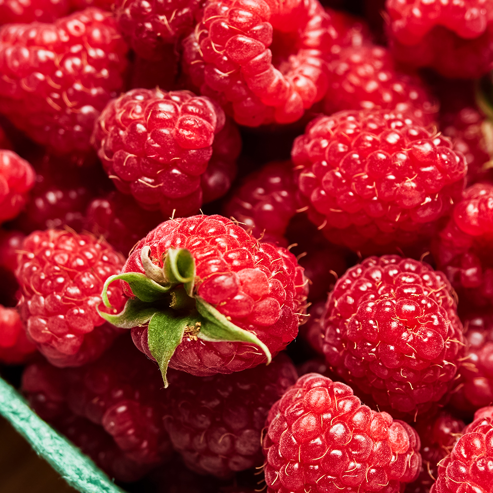 Малина крупноплодная для севера Огонек сибирский № 1