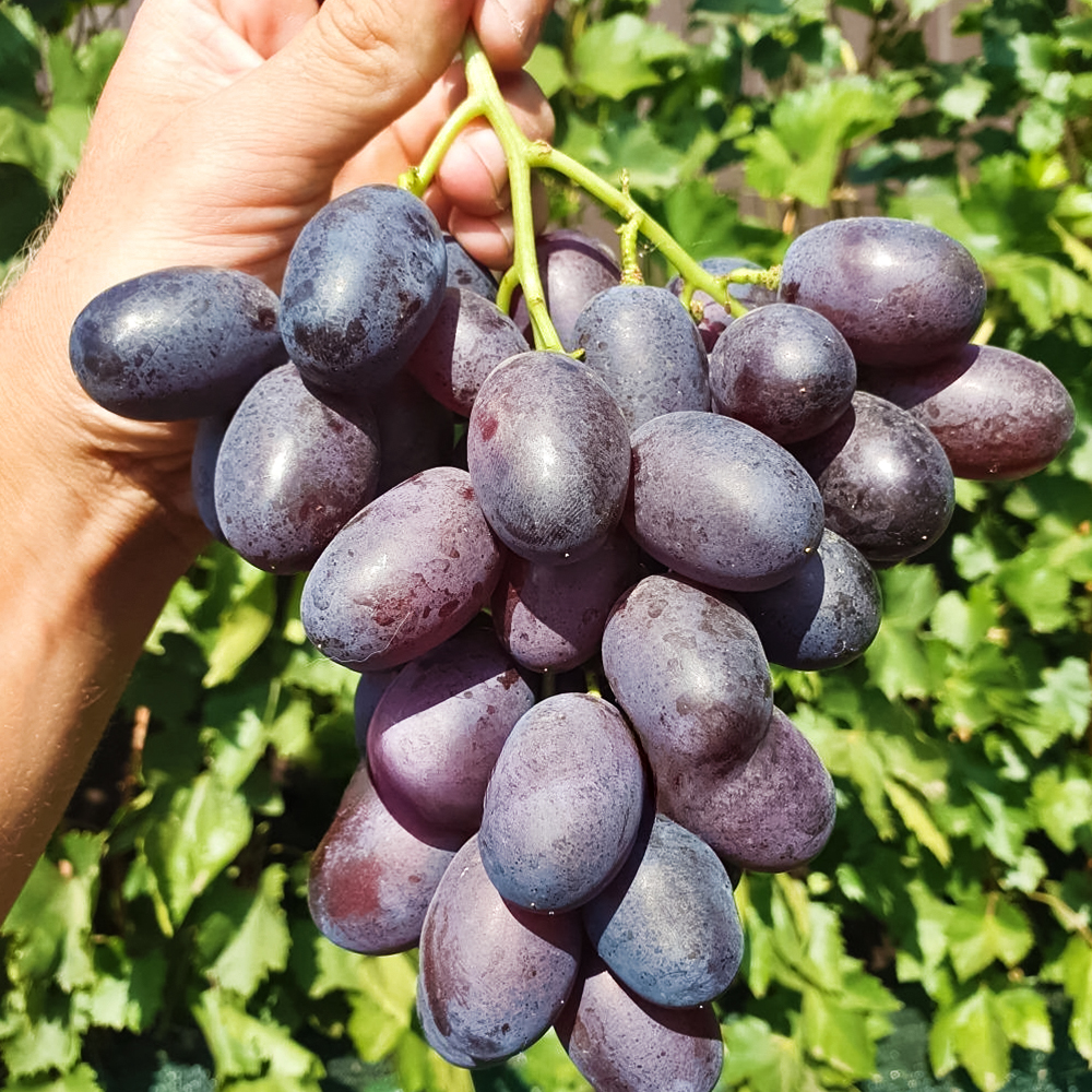 Виноград размером со сливу Кумир № 1