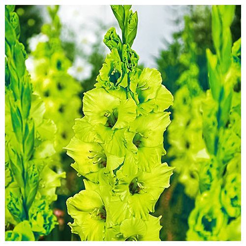 Гладиолус гофрированный Грин Стар