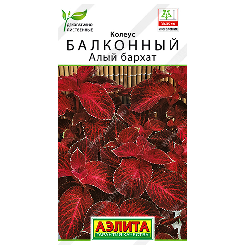 Колеус балконный Алый бархат Аэлита № 1