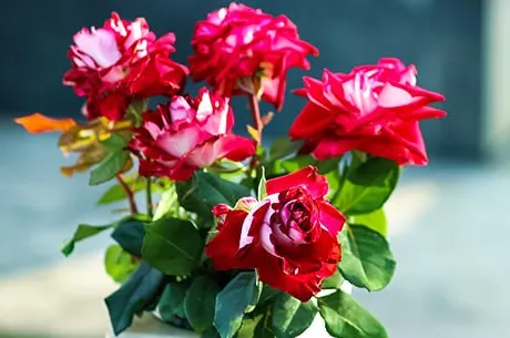 Лучшие сорта роз для посадки в&nbsp;апреле