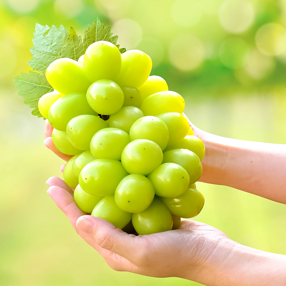 Виноград Сето Гигант (Момотаро) № 1