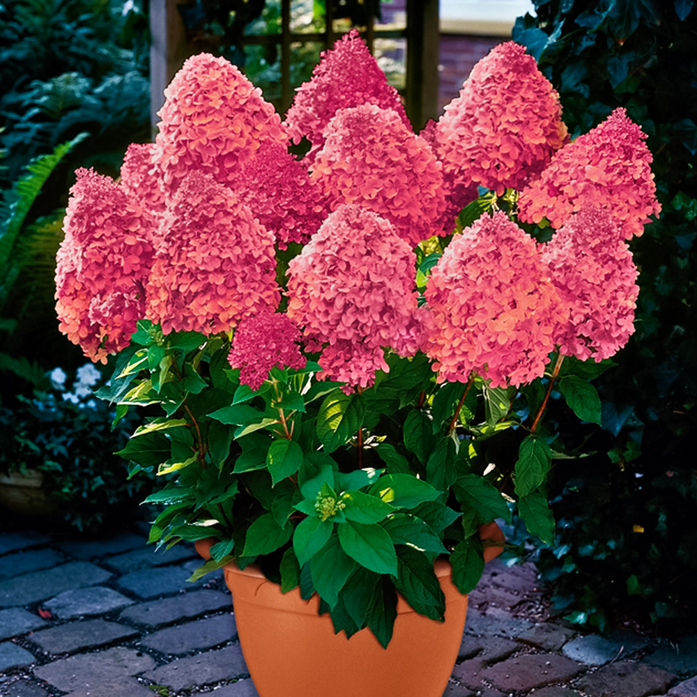 Гортензия метельчатая морозоустойчивая Мэджикал Кэндл № 1