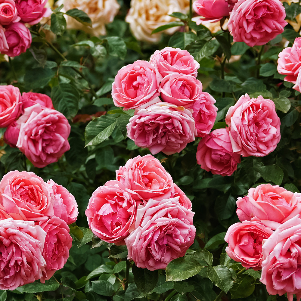 Роза флорибунда Поэзия № 1