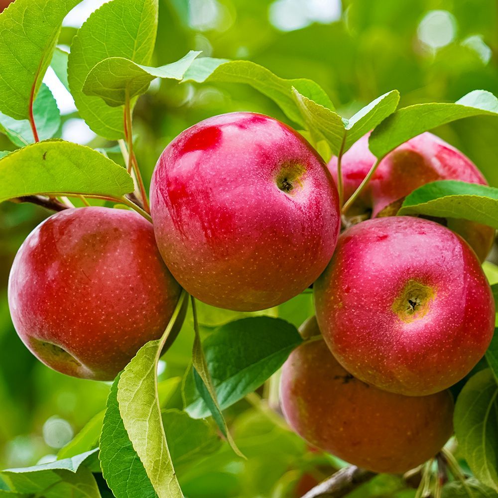 Яблоня сибирская крупноплодная Алтынай № 1