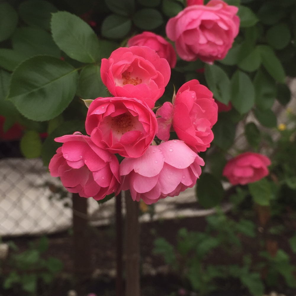 Роза штамбовая Ангела