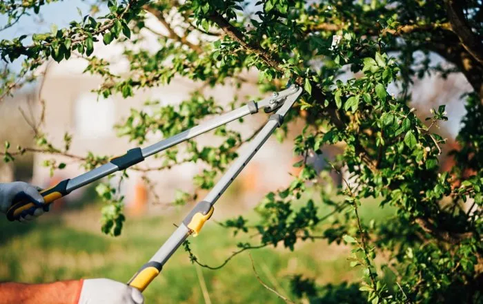 Летняя обрезка плодовых деревьев: важные нюансы