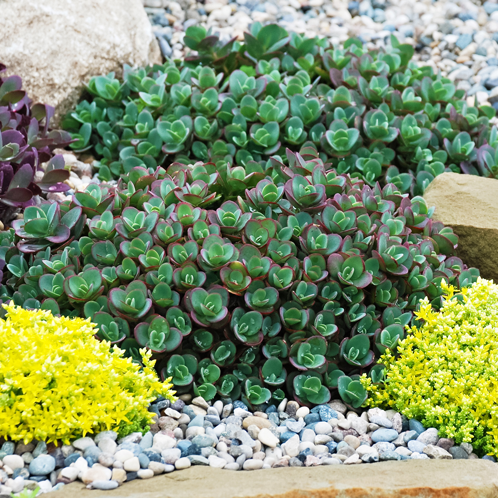 Очиток (седум) гибридный Санспарклер Лайм Зингер № 1